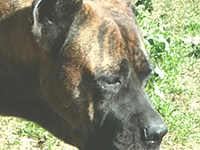 cane corso rustico testa